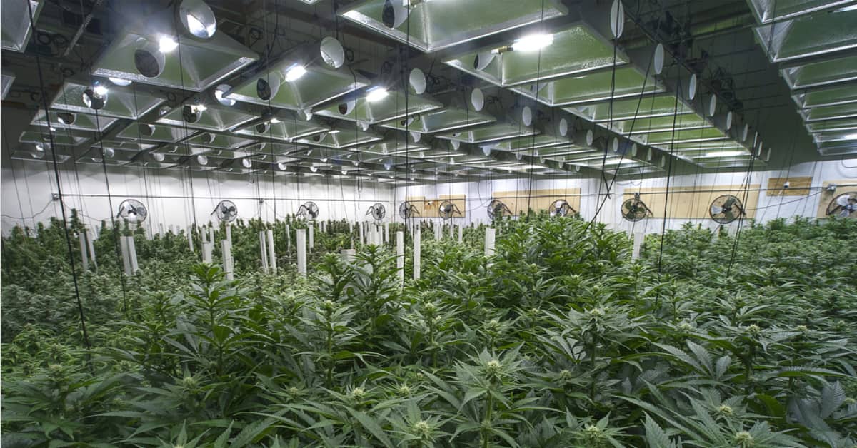 marijuana growing facility